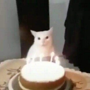 cat with cake