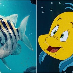 Is it just me or does "New Flounder" look like a fish serial killer?