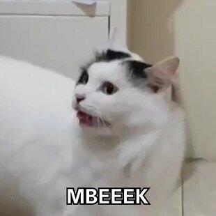 Meme sticker cats