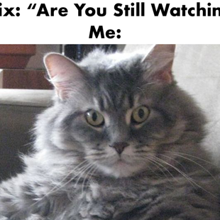 Cat Meme Netflix Funny 1000x666.png