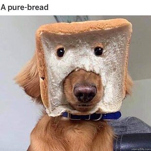 Pure-bread-dog-meme-6709.jpg